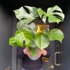 Growurban Monstera Deliciosa (21Cm Pot) | Foliage Plants