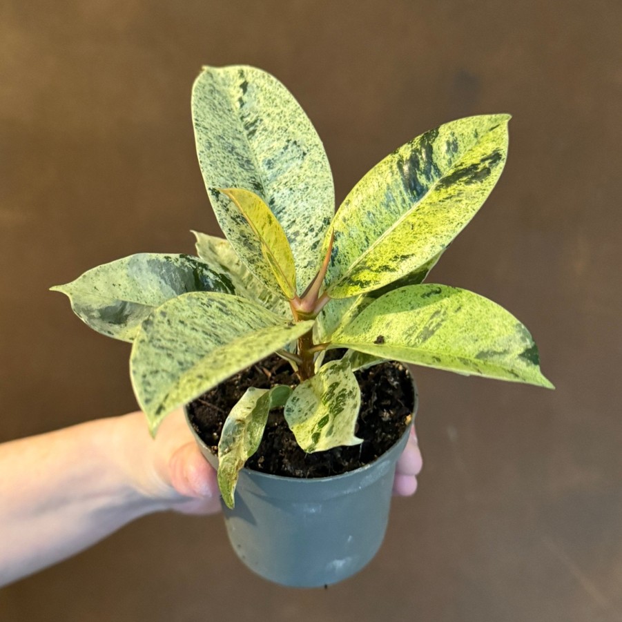 Growurban Ficus Elastica 'Shivereana' (9Cm Pot) | Foliage Plants