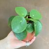 Growurban Pilea Peperomioides | Succulents & Cacti