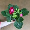 Growurban Gloxinia Sonata | Foliage Plants