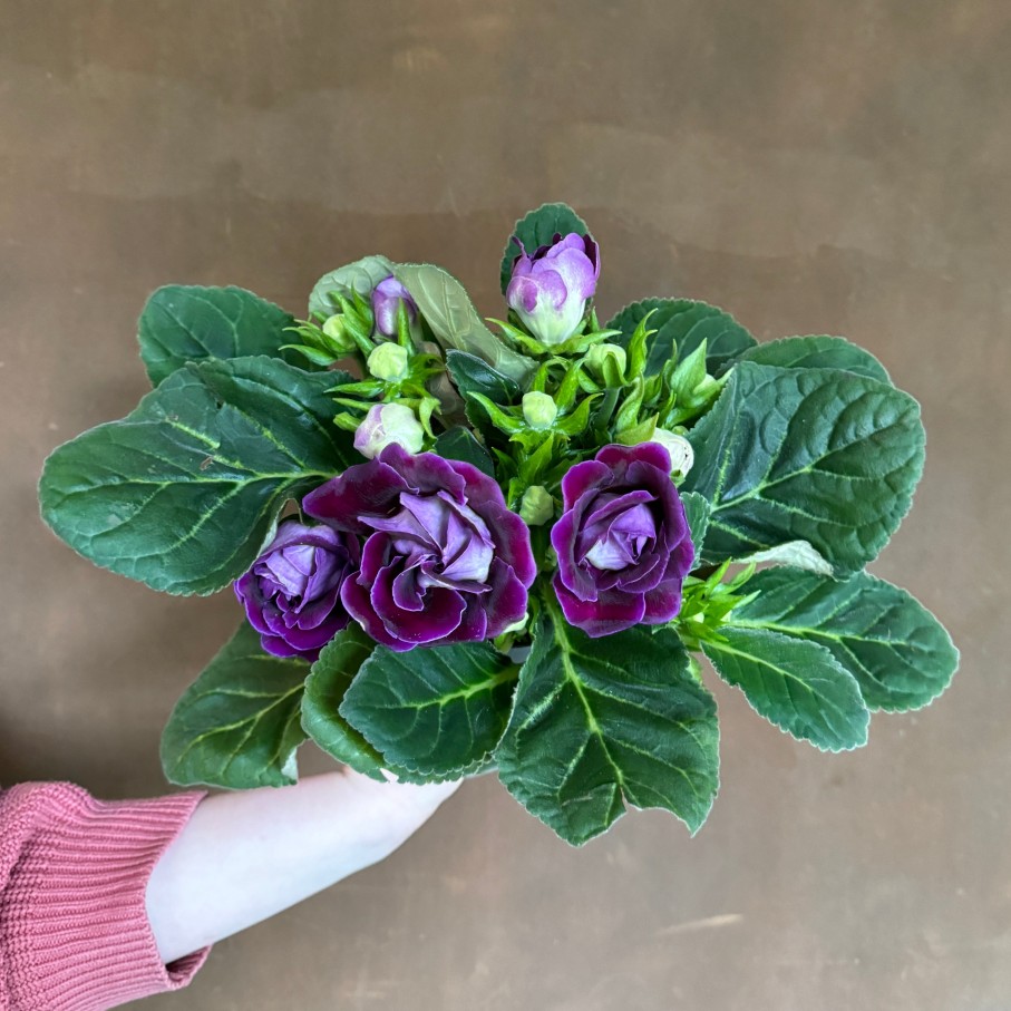 Growurban Gloxinia Sonata | Foliage Plants