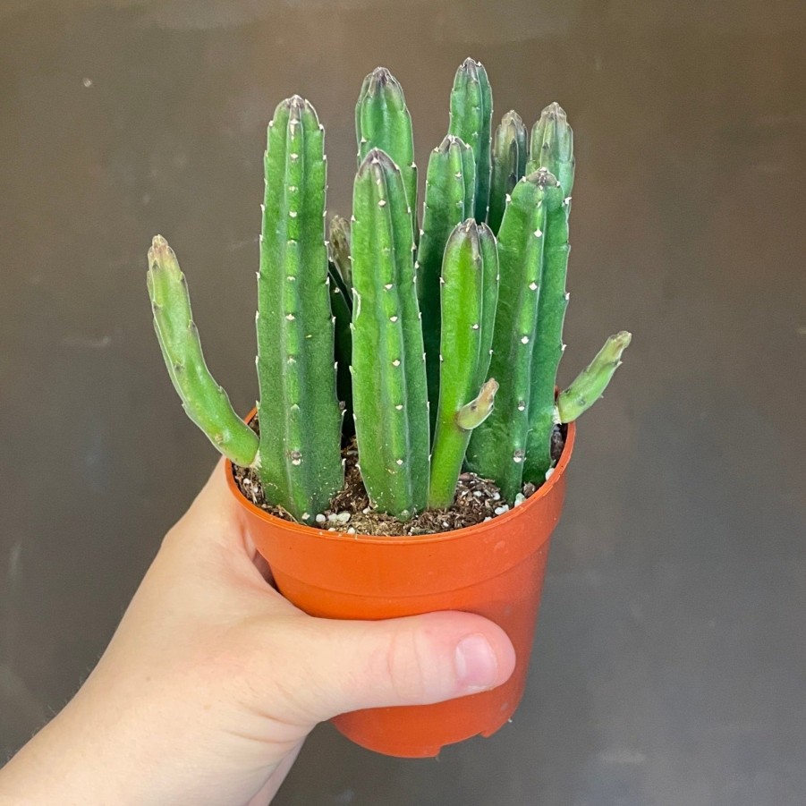 Growurban Stapelia Leendertziae | Succulents & Cacti