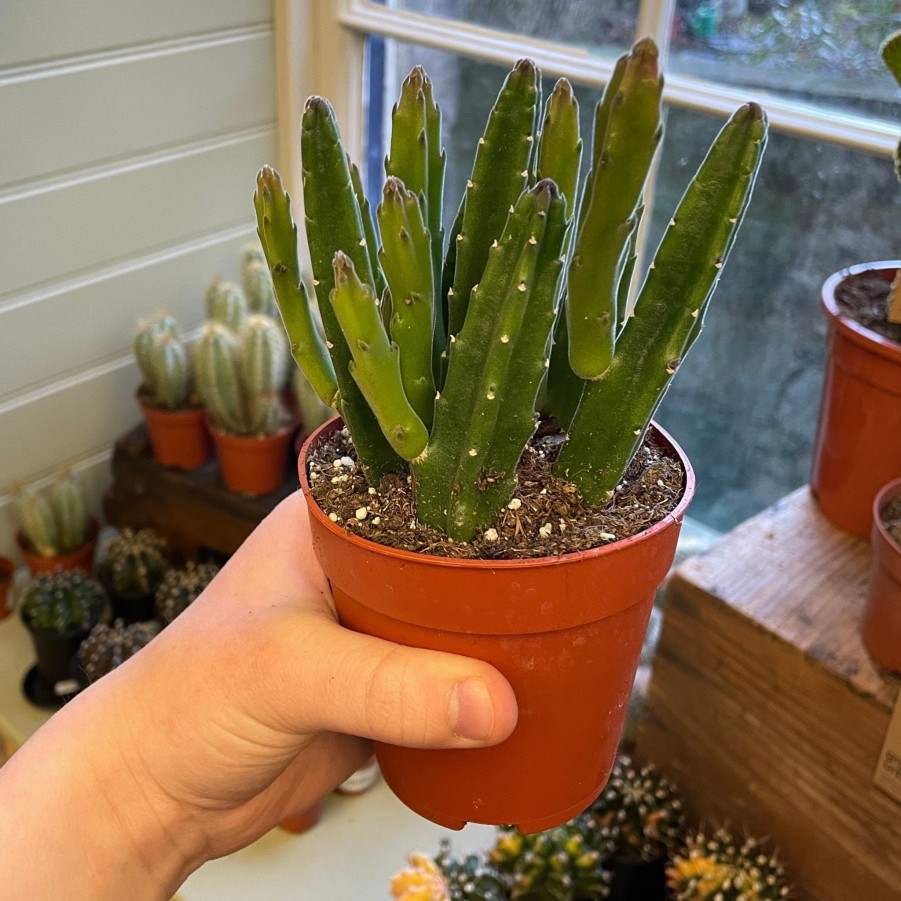 Growurban Stapelia Leendertziae | Succulents & Cacti