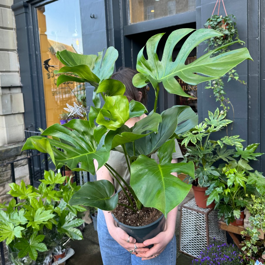 Growurban Monstera Deliciosa (90Cm) | Foliage Plants