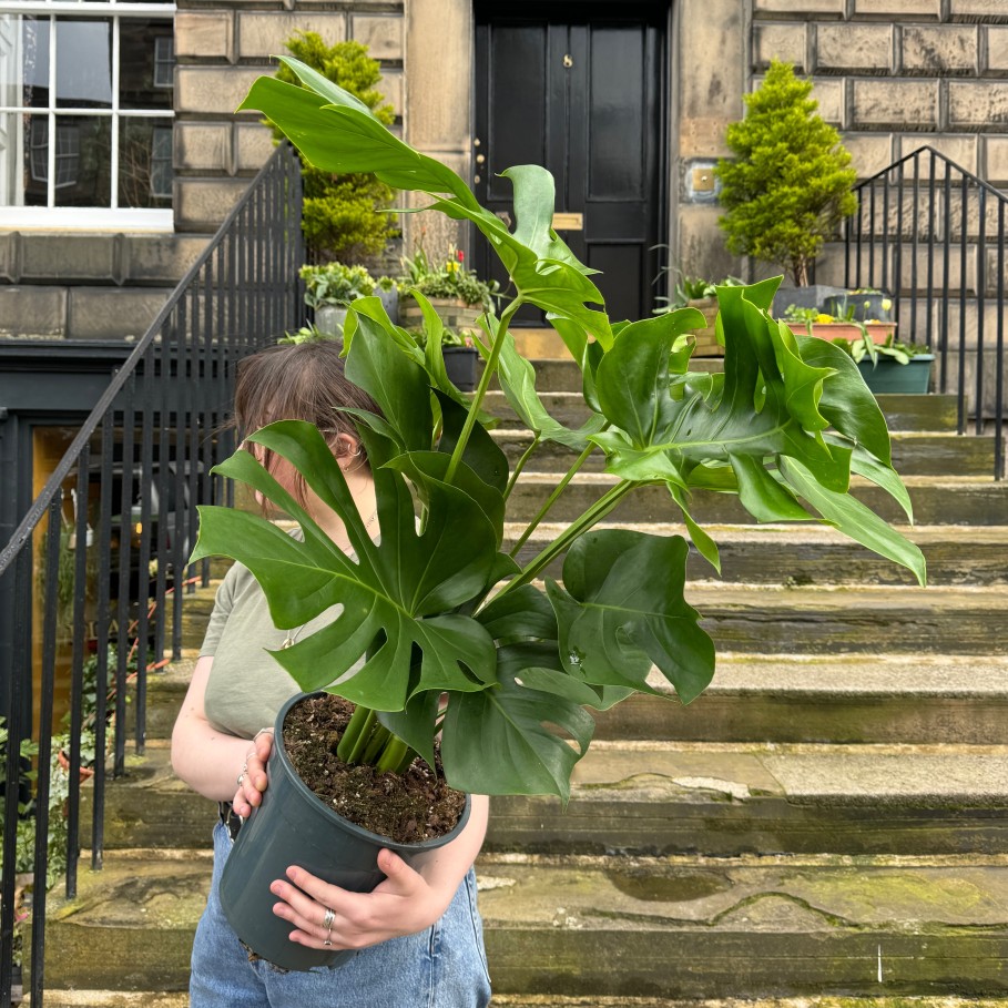 Growurban Monstera Deliciosa (90Cm) | Foliage Plants