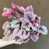 Growurban Begonia Rex 'Indian Summer' | Foliage Plants