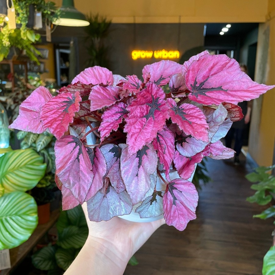 Growurban Begonia Rex 'Indian Summer' | Foliage Plants