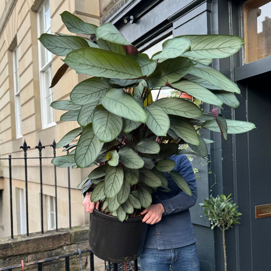 Growurban Ctenanthe Setosa 'Grey Star' Xxl | Large & Tall Plants