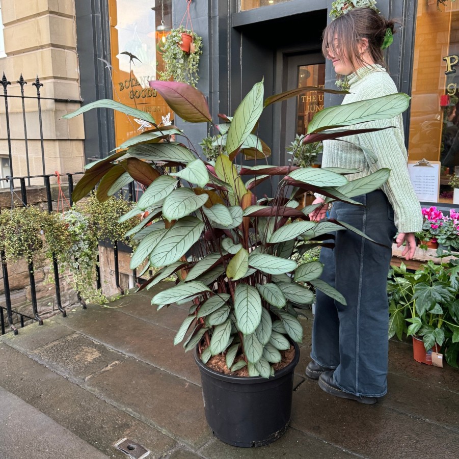 Growurban Ctenanthe Setosa 'Grey Star' Xxl | Large & Tall Plants