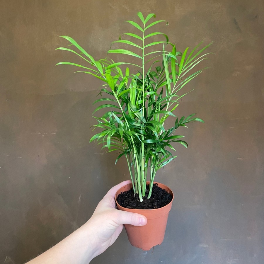 Growurban Chamaedorea Elegans (12Cm Pot) | Foliage Plants