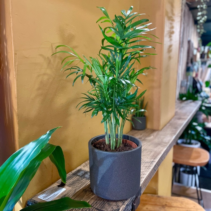 Growurban Chamaedorea Elegans (12Cm Pot) | Foliage Plants