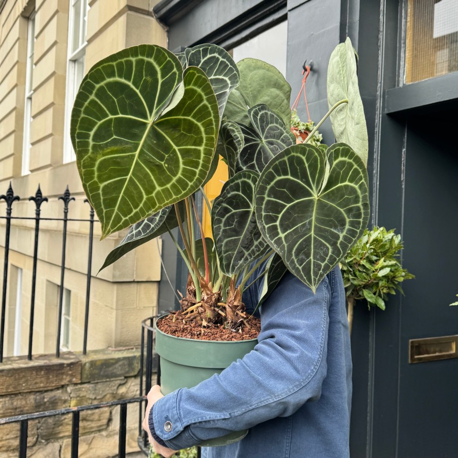 Growurban Anthurium Clarinervium (24Cm Pot) | Large & Tall Plants