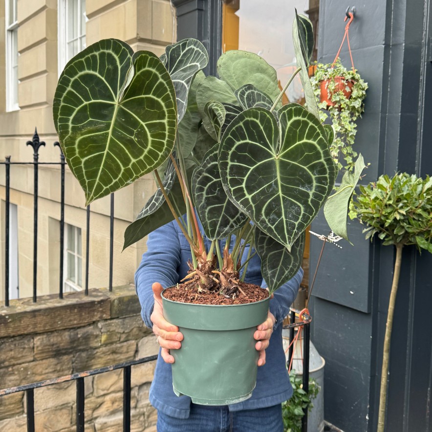 Growurban Anthurium Clarinervium (24Cm Pot) | Large & Tall Plants