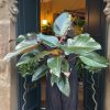 Growurban Philodendron 'Red Beauty' | Large & Tall Plants