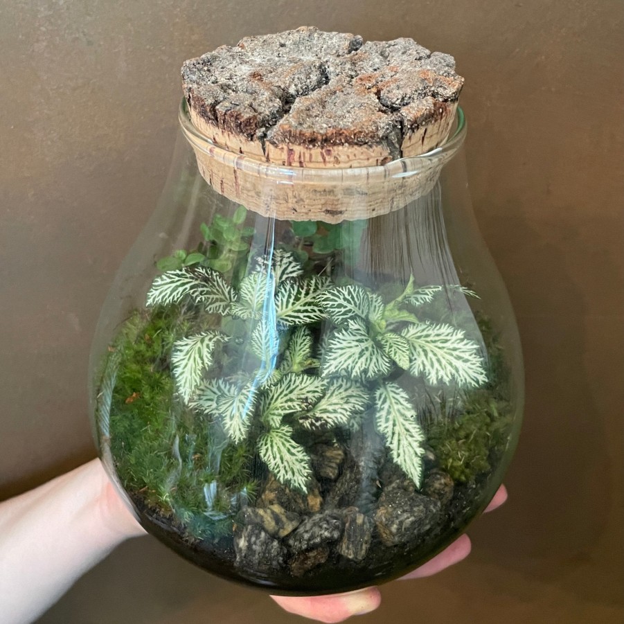 Growurban Bulb Terrarium - Aged Cork | Planted Terrariums