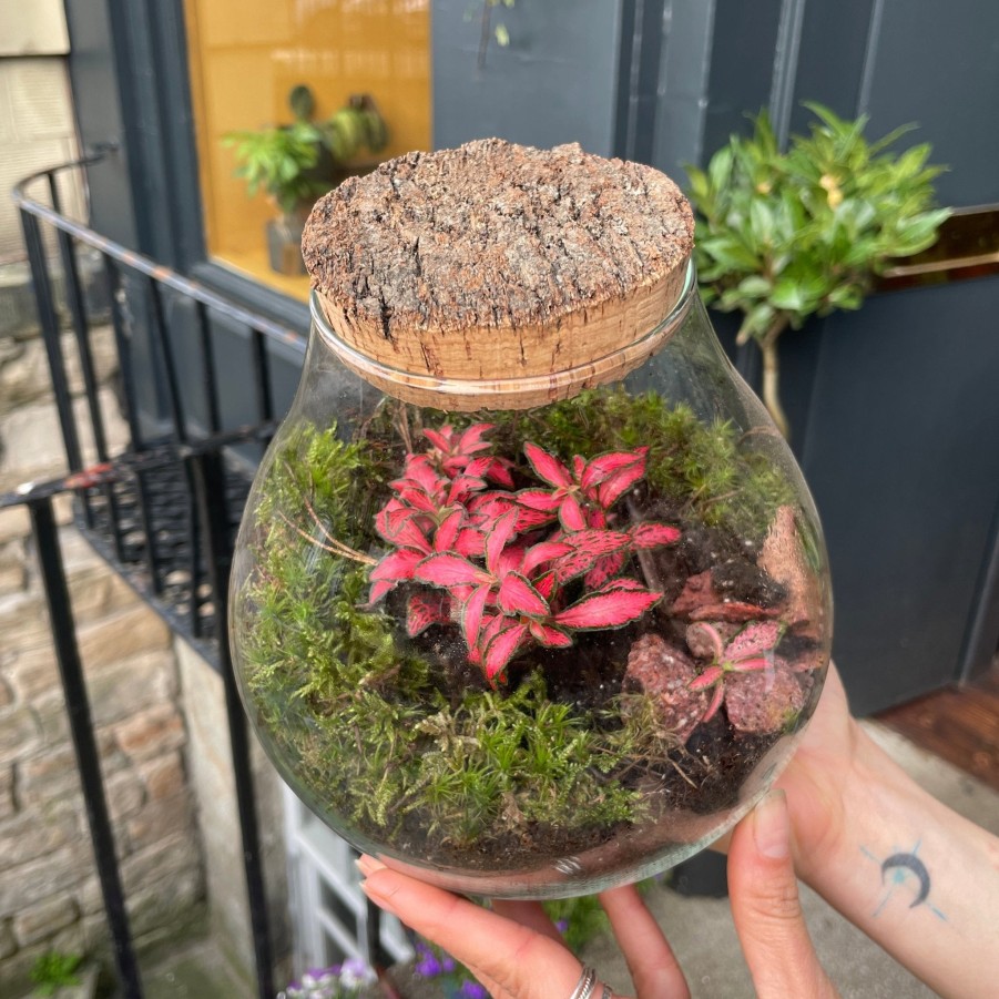 Growurban Bulb Terrarium - Aged Cork | Planted Terrariums