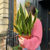 Growurban Sansevieria 'Laurentii' | Succulents & Cacti