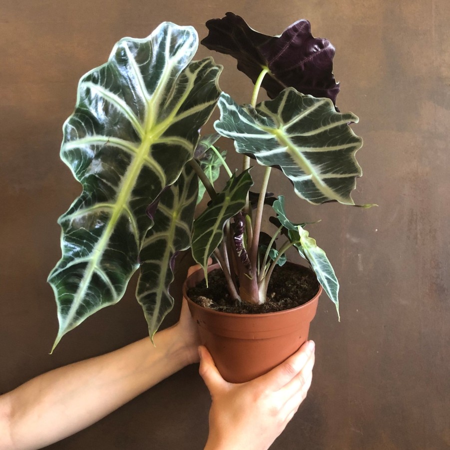 Growurban Alocasia X Amazonica 'Polly' (17Cm Pot) | Foliage Plants