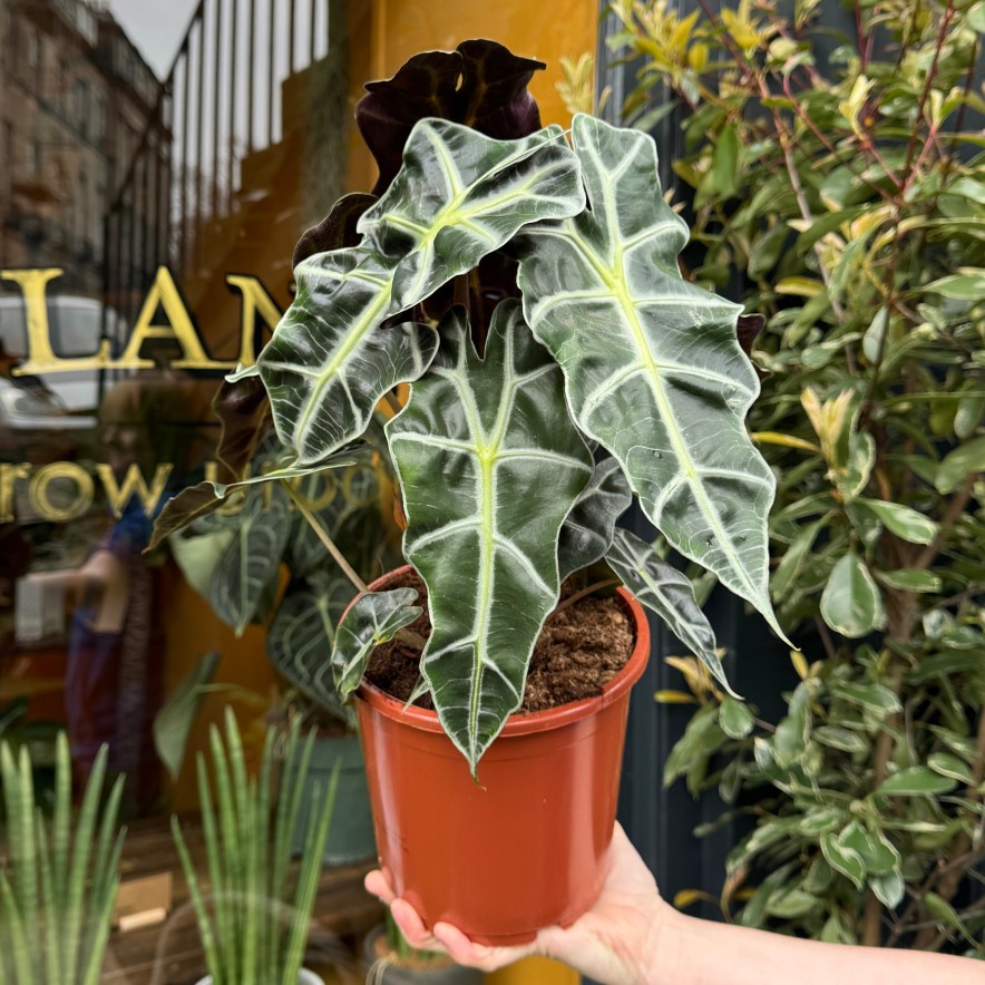 Growurban Alocasia X Amazonica 'Polly' (17Cm Pot) | Foliage Plants