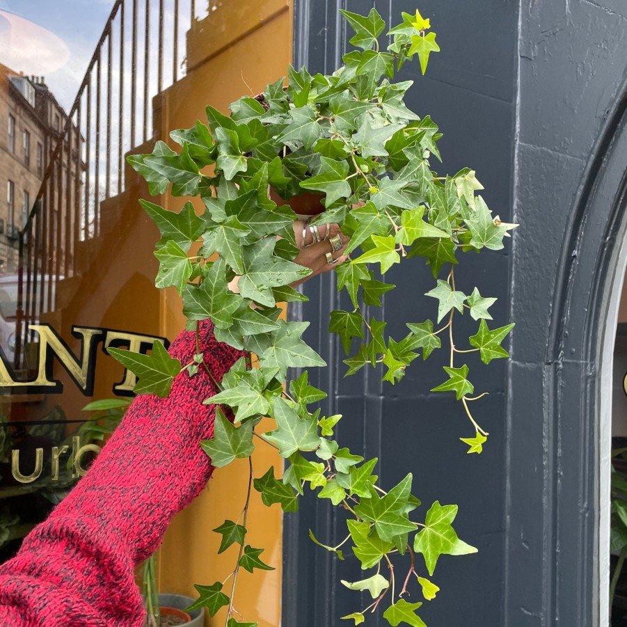 Growurban Hedera Helix 'Elja' | Foliage Plants