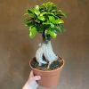 Growurban Ficus Microcarpa 'Ginseng' (17Cm Pot) | Foliage Plants