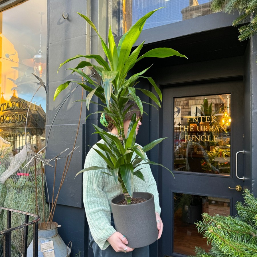 Growurban Dracaena 'Janet Craig' (90Cm) | Large & Tall Plants