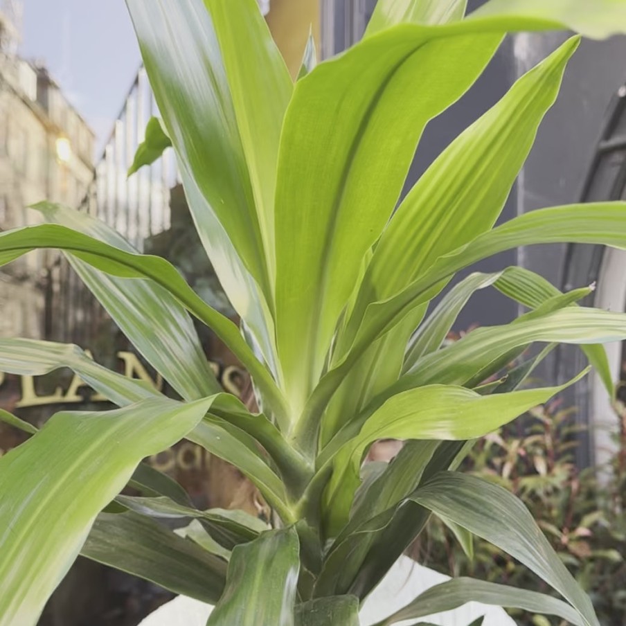 Growurban Dracaena 'Janet Craig' (90Cm) | Large & Tall Plants