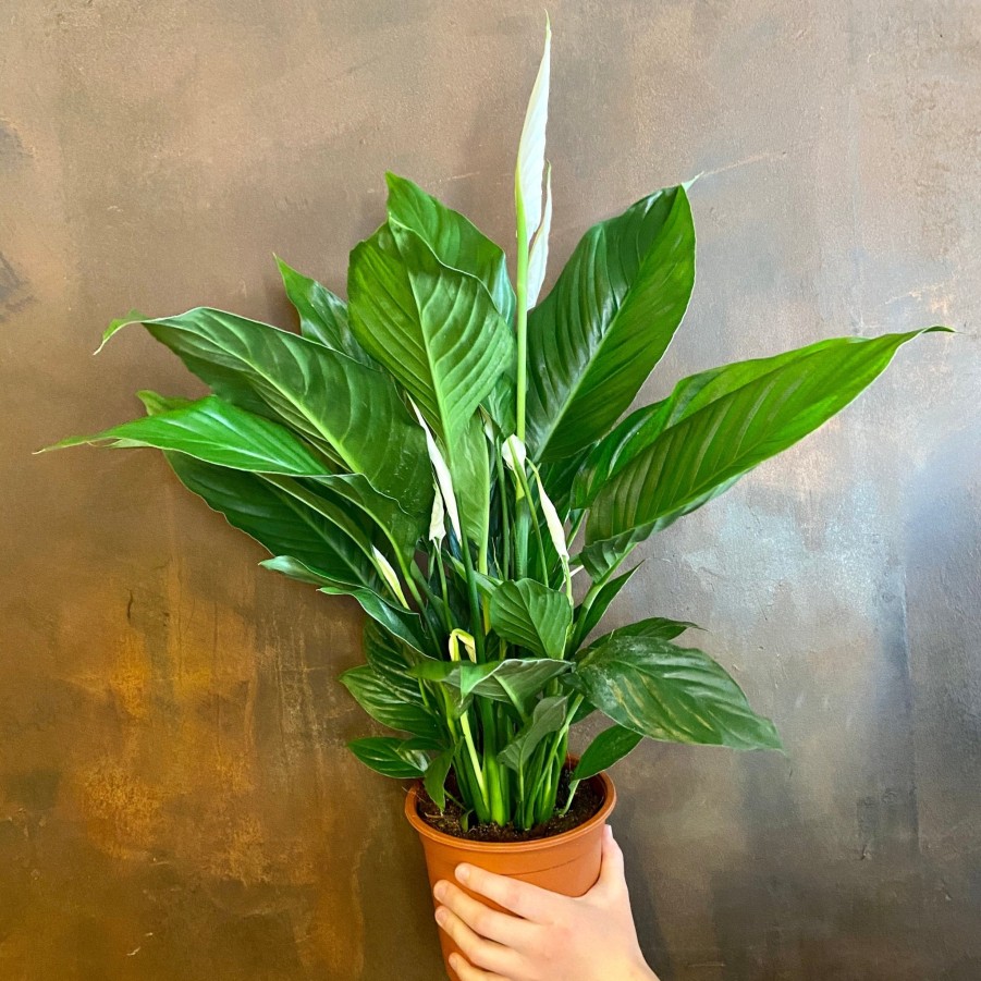 Growurban Spathiphyllum 'Bingo Cupido' | Foliage Plants