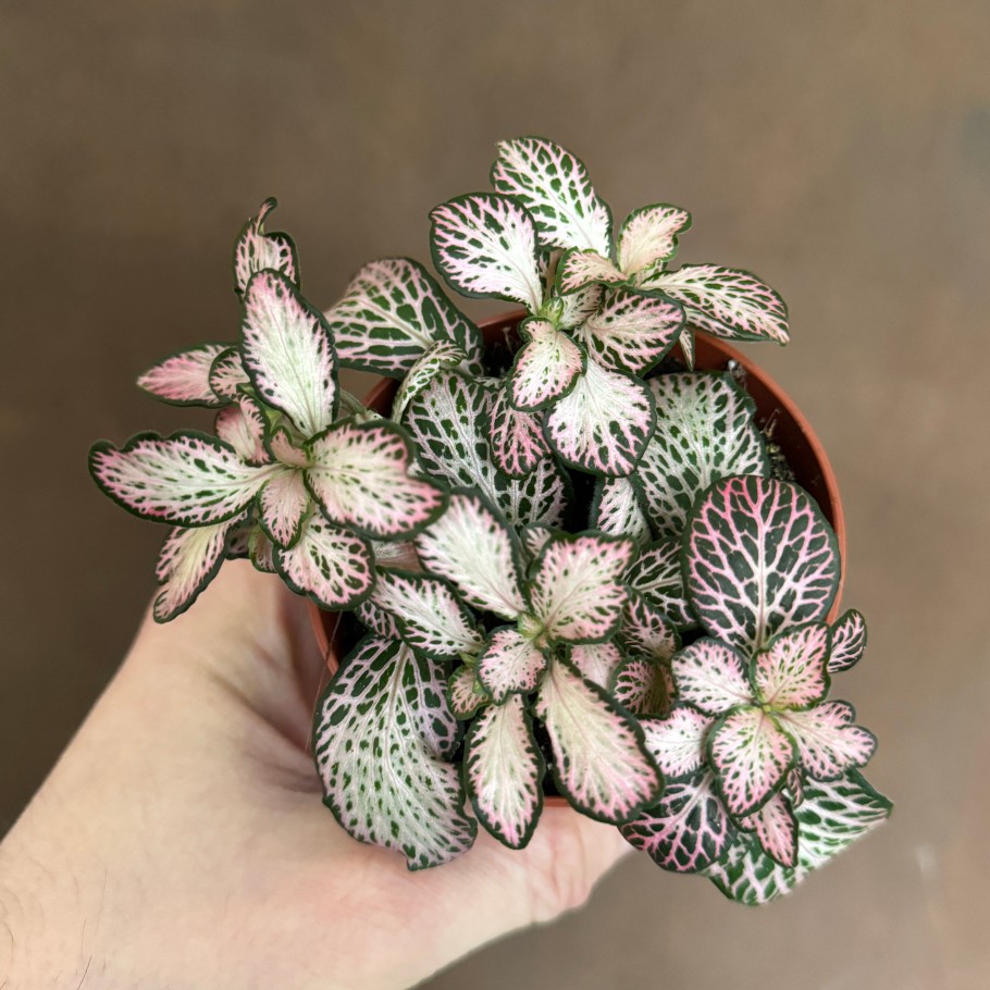 Growurban Fittonia 'Pink Tiger' | Foliage Plants