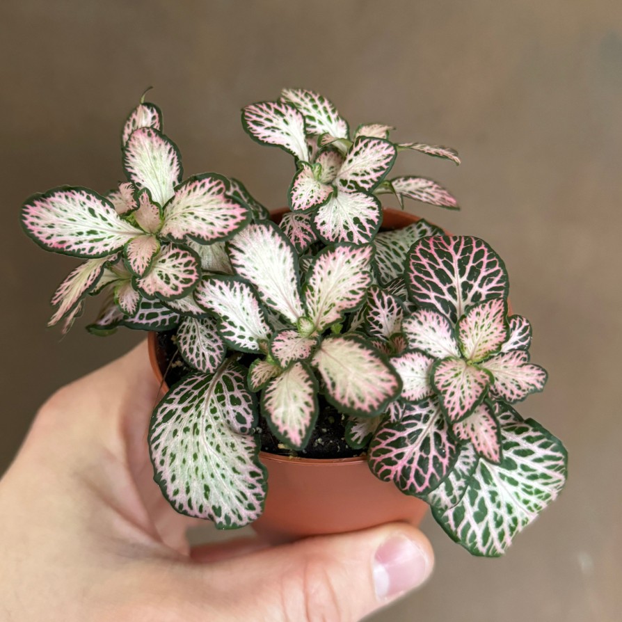 Growurban Fittonia 'Pink Tiger' | Foliage Plants