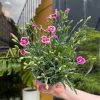 Growurban Dianthus 'Pink Kisses' | Outdoor Plants