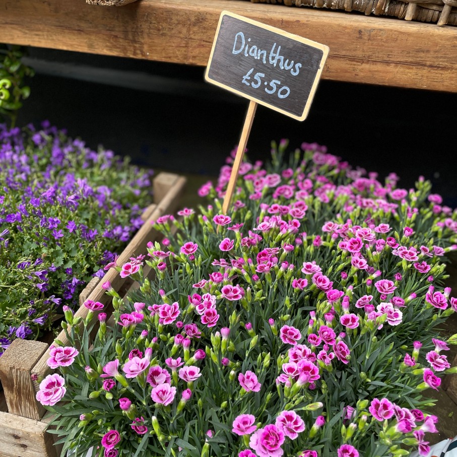 Growurban Dianthus 'Pink Kisses' | Outdoor Plants