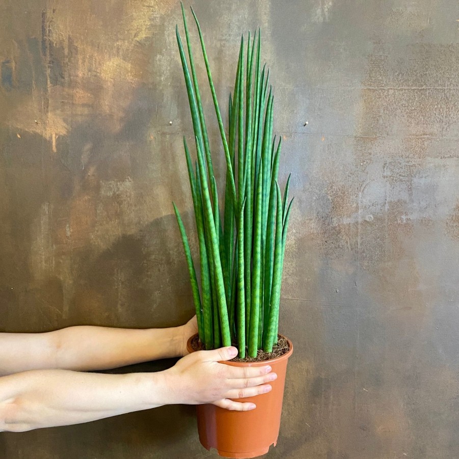 Growurban Sansevieria 'Mikado' Xl | Succulents & Cacti