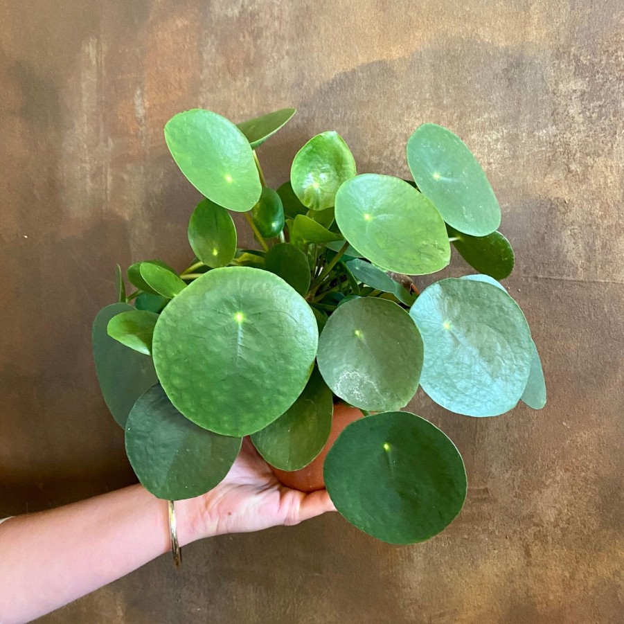 Growurban Pilea Peperomioides (15Cm Pot) | Succulents & Cacti