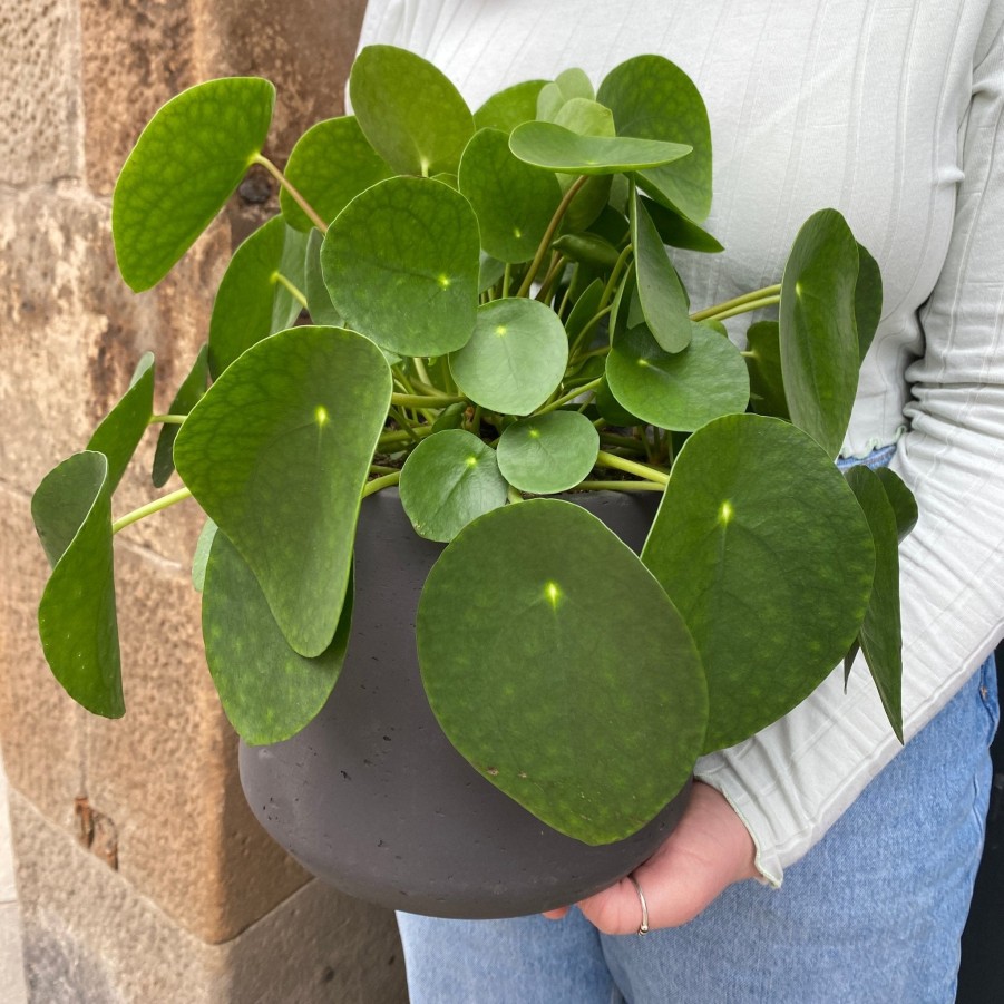 Growurban Pilea Peperomioides (15Cm Pot) | Succulents & Cacti