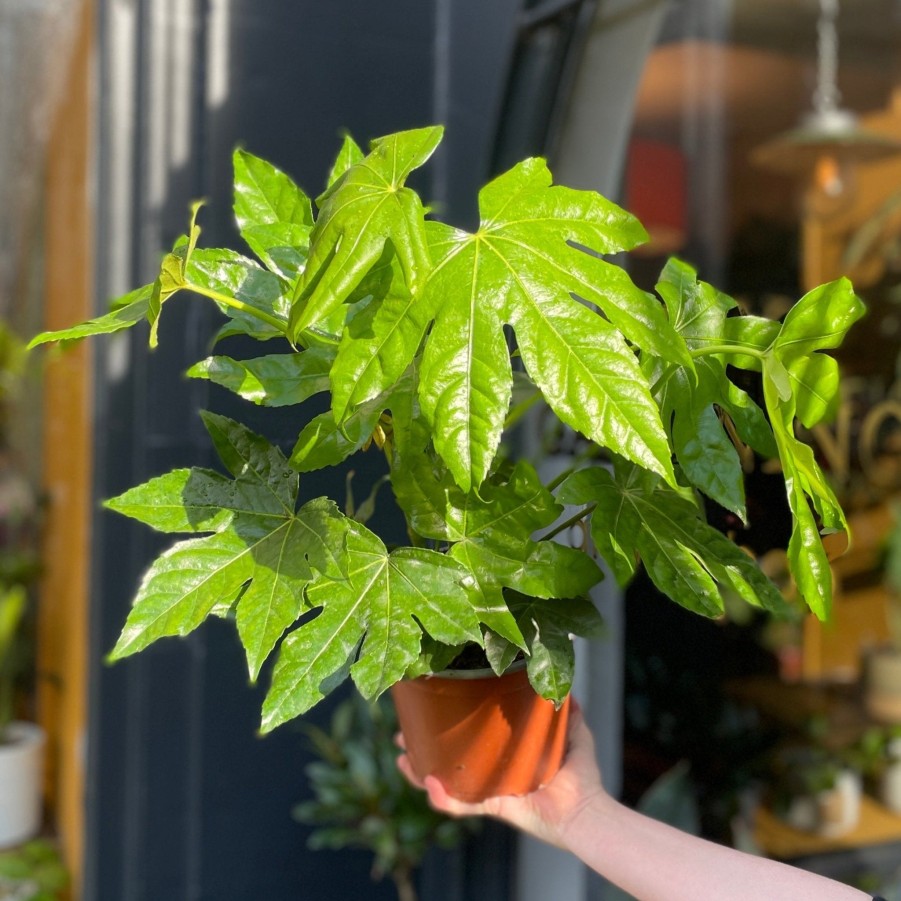 Growurban Fatsia Japonica | Foliage Plants