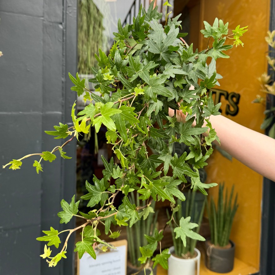 Growurban Hedera Helix 'Sjoelle' | Trailing & Hanging Plants