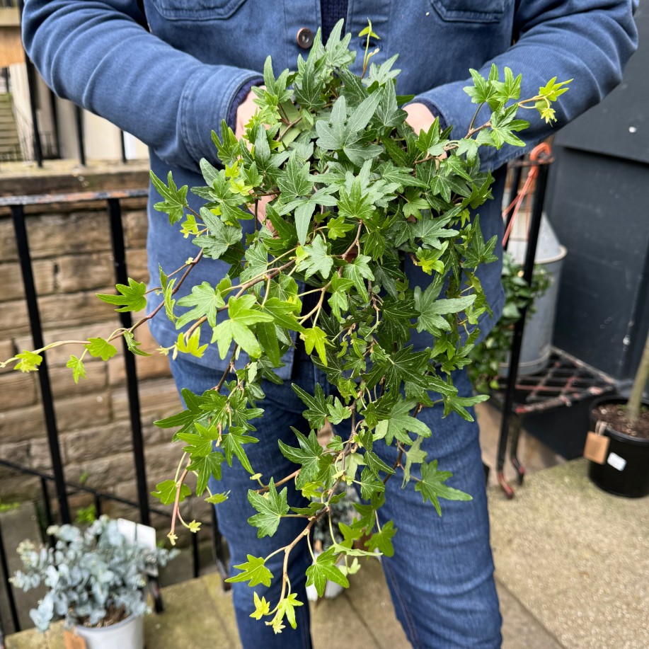 Growurban Hedera Helix 'Sjoelle' | Trailing & Hanging Plants