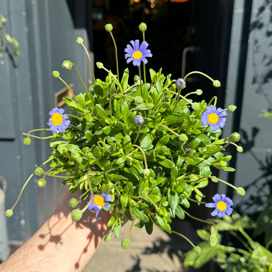 Growurban Felicia Amelloides 'Felicitara Blue' | Outdoor Plants