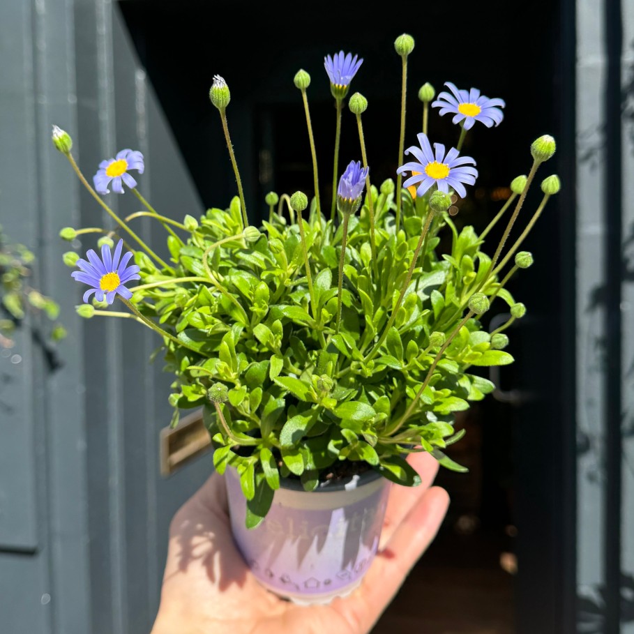 Growurban Felicia Amelloides 'Felicitara Blue' | Outdoor Plants