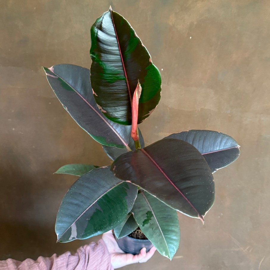 Growurban Ficus Elastica 'Pink Camouflage' | Foliage Plants