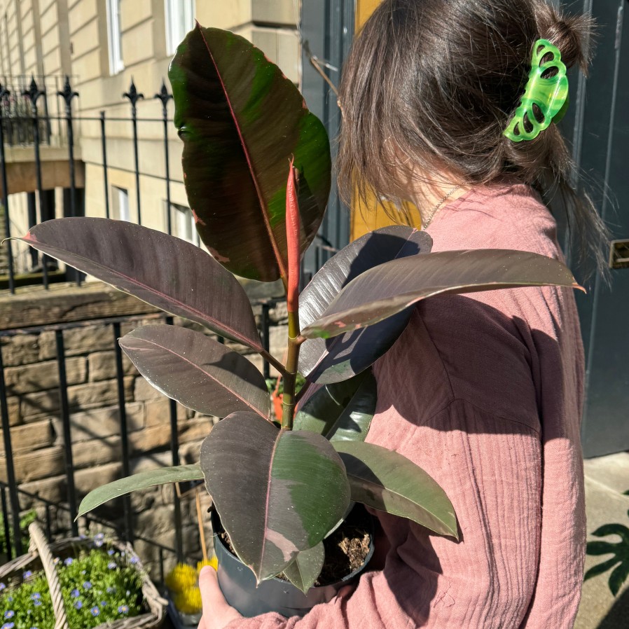 Growurban Ficus Elastica 'Pink Camouflage' | Foliage Plants