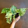 Growurban Epipremnum 'Marble Queen' | Foliage Plants