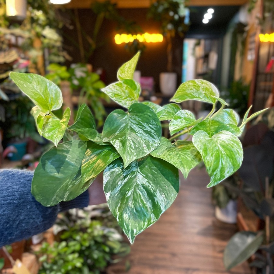 Growurban Epipremnum 'Marble Queen' | Foliage Plants