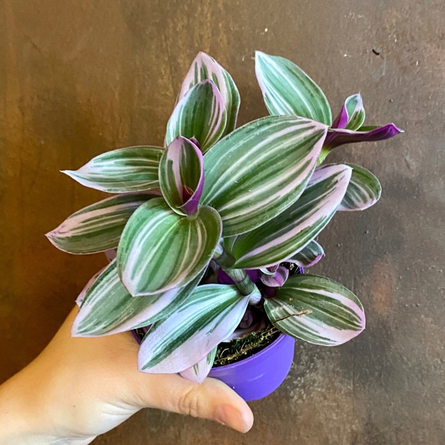 Growurban Tradescantia 'Nanouk' | Foliage Plants