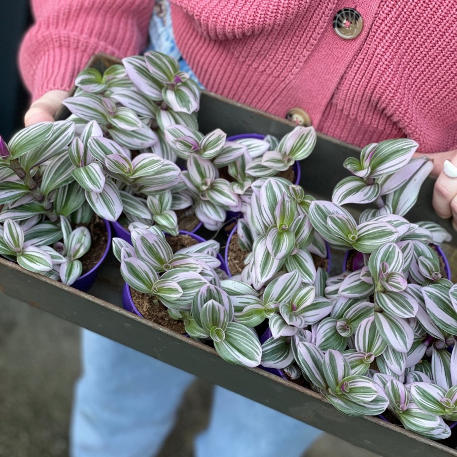 Growurban Tradescantia 'Nanouk' | Foliage Plants