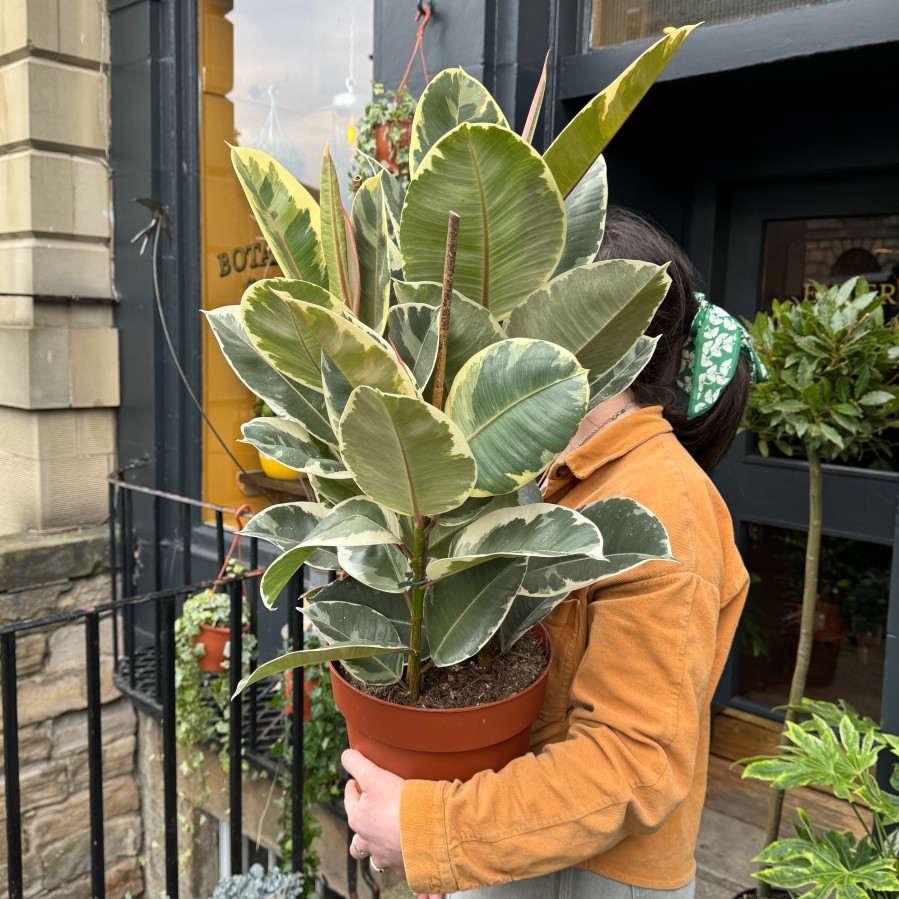 Growurban Ficus Elastica 'Tineke' (24Cm Pot) | Large & Tall Plants