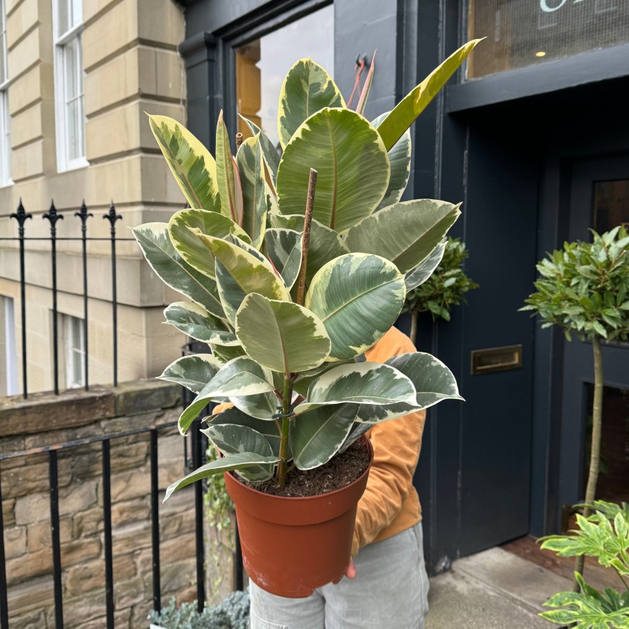 Growurban Ficus Elastica 'Tineke' (24Cm Pot) | Large & Tall Plants