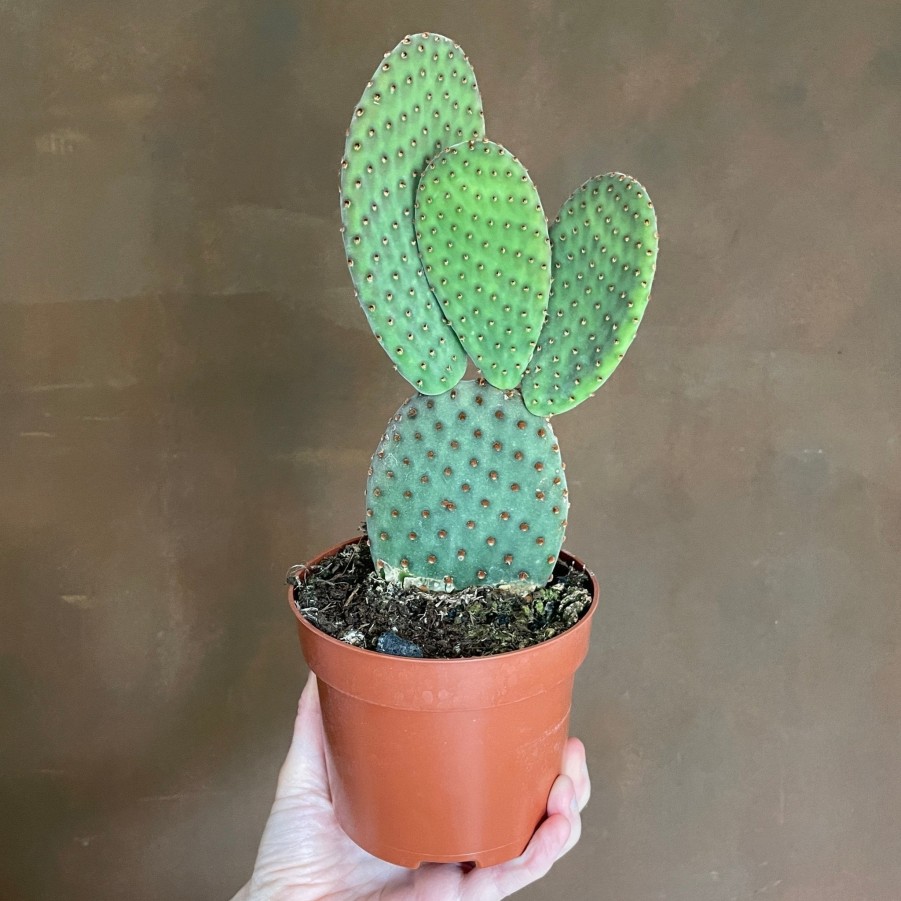 Growurban Opuntia Microdasys | Succulents & Cacti