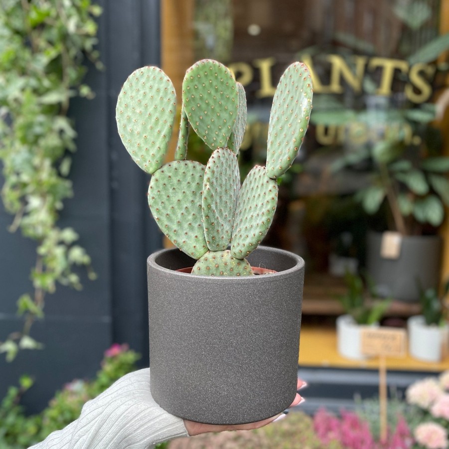 Growurban Opuntia Microdasys | Succulents & Cacti